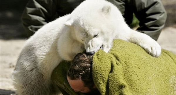 В берлинском зоопарке умер знаменитый медведь Кнут