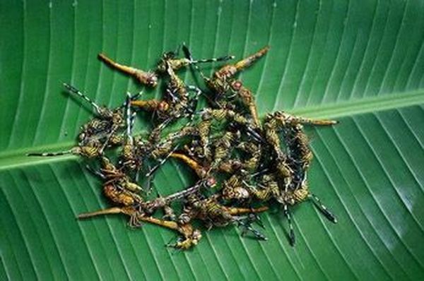 Самые популярные и необычные блюда из насекомых