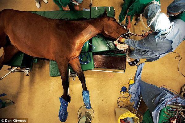 Ведущая клиника мира для лошадей
