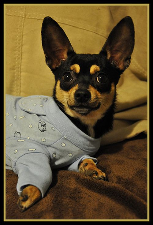 Пижамы для собак