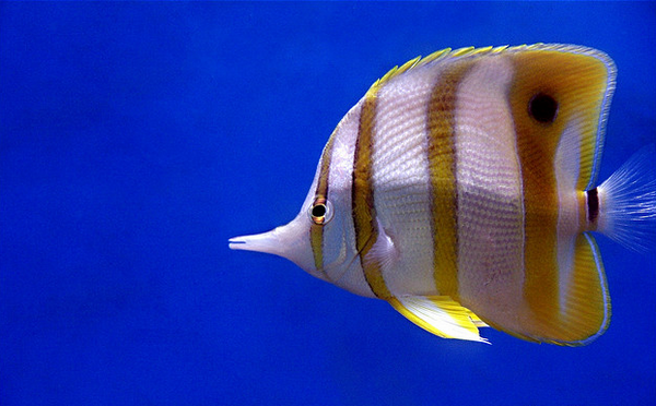 Обитатель рифов Chelmon rostratus. Мальки этой рыбы лишены характерного длинного «хобота». 