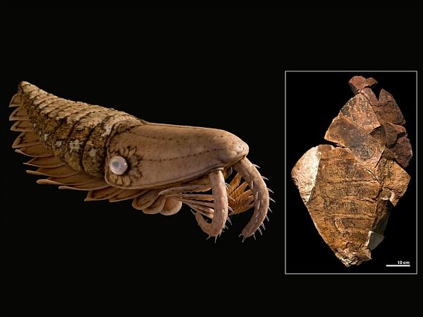 Гигантская креветка-убийца (справа) из ордовика, вероятно, внешне была похожа на своего кембрийского двоюродного брата Laggania (слева).