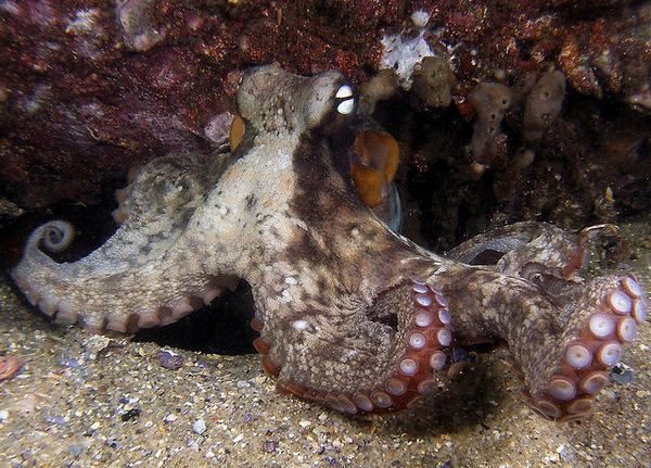 Осьминог Octopus tetricus