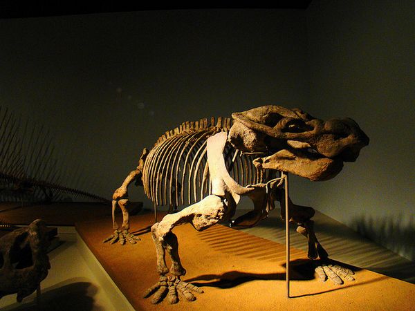 Скелет звероящера цинодонта