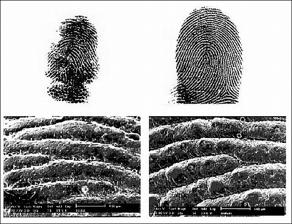Отпечаток пальца: Коала — слева, человек — справа. (Иллюстрация Macie Hennenberg, et al.)