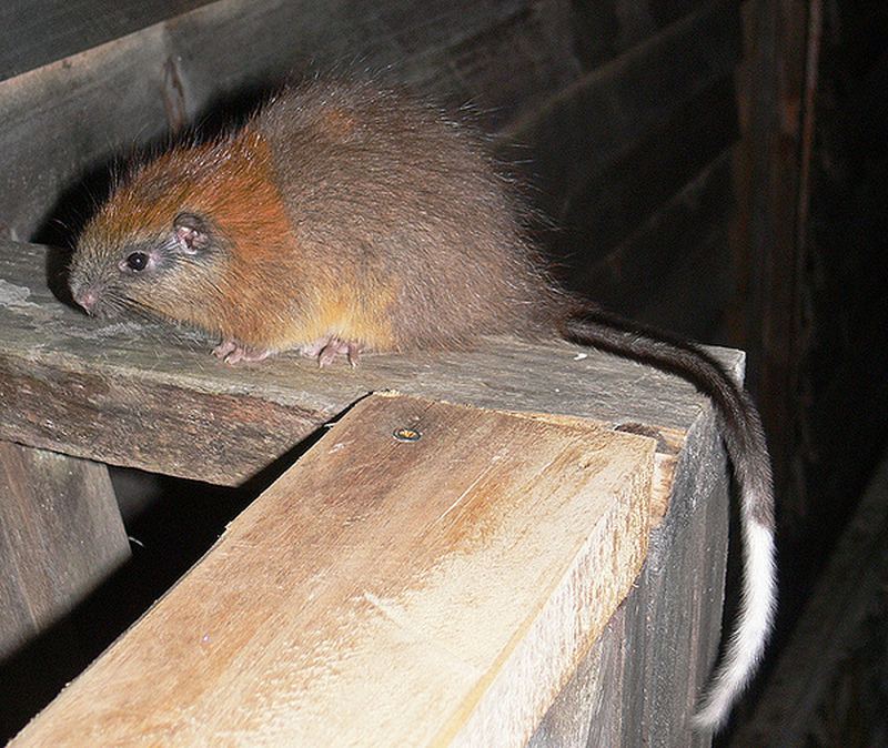 красногривая древесная крыса Santamartamys rufodorsalis!