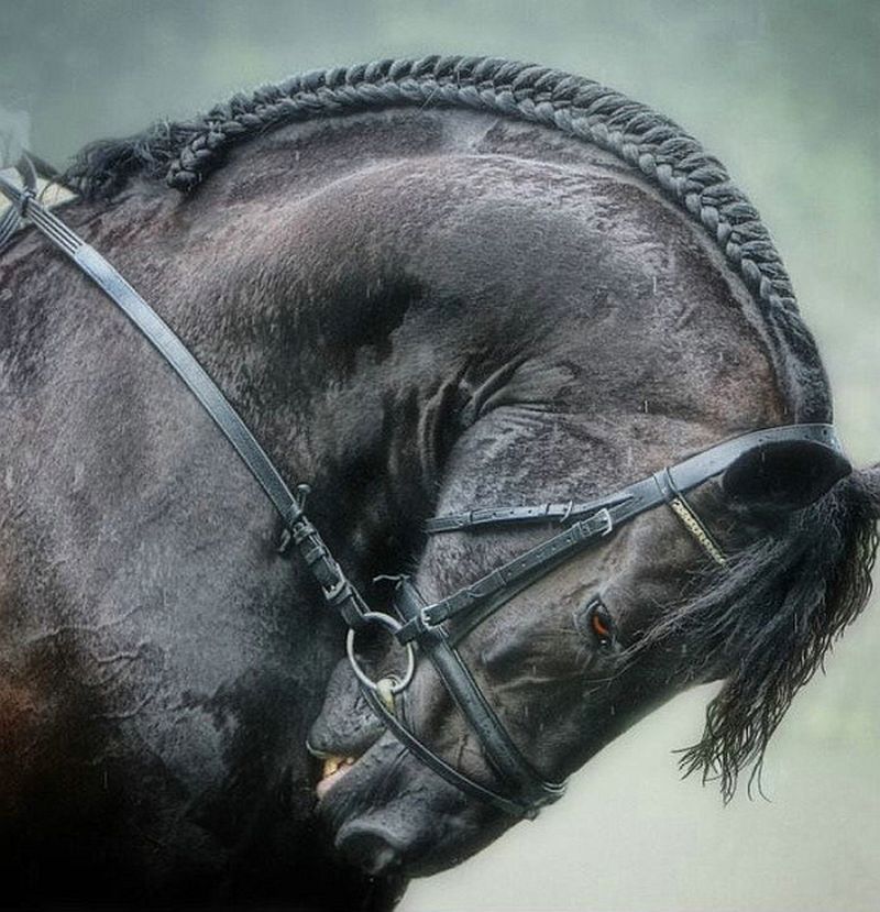 Каспийская лошадь