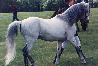 Каспийская порода лошадей