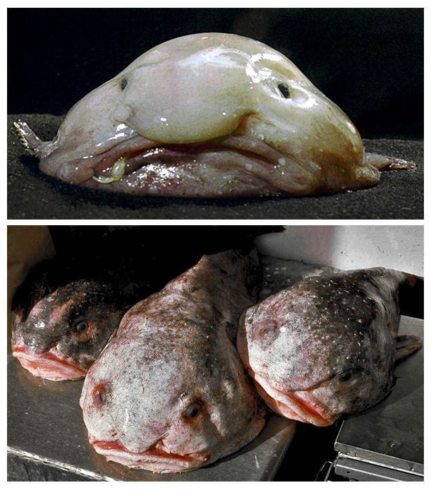 Рыба-капля (Psychrolutes marcidus) 