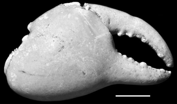 Клешня вымершего сухопутного гавайского краба (фото авторов исследования).