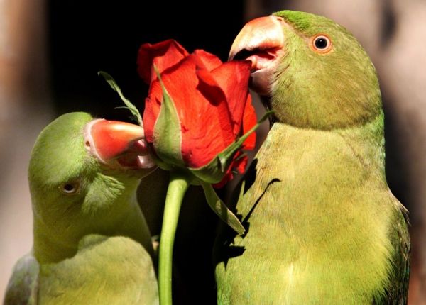 Сенегальские попугаи больше доверяют ощущениям, чем зрению