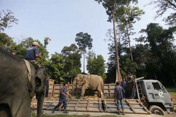 Как ловят диких слонов в Малайзии