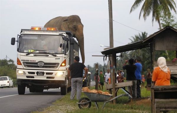 Как ловят диких слонов в Малайзии