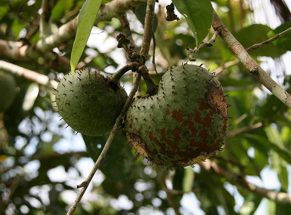 Плоды одного из аннониевых, Annona muricata
