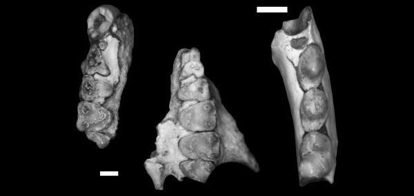 Часть верхней челюсти (слева, два изображения) и часть нижней челюсти (справа) Mescalerolemur horneri. Полоски = 2 мм. (Здесь и ниже иллюстрации авторов работы.)