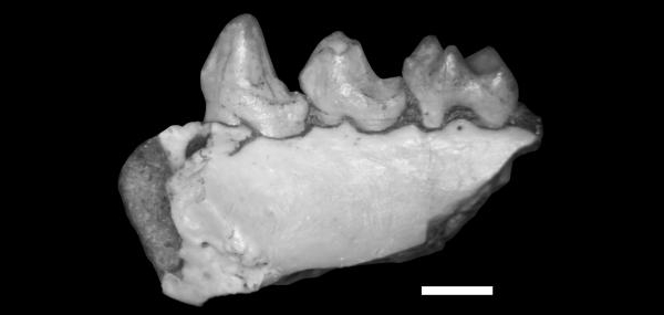 Часть правой нижней челюсти Mescalerolemur horneri.