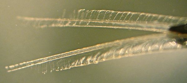 Раздвоенный язык колибри на поверхности воды, справа виден кончик клюва. Хорошо заметны расправленные реснички-ламеллы, усаженные в один ряд на каждой половинке языка. (Фото авторов исследования.)