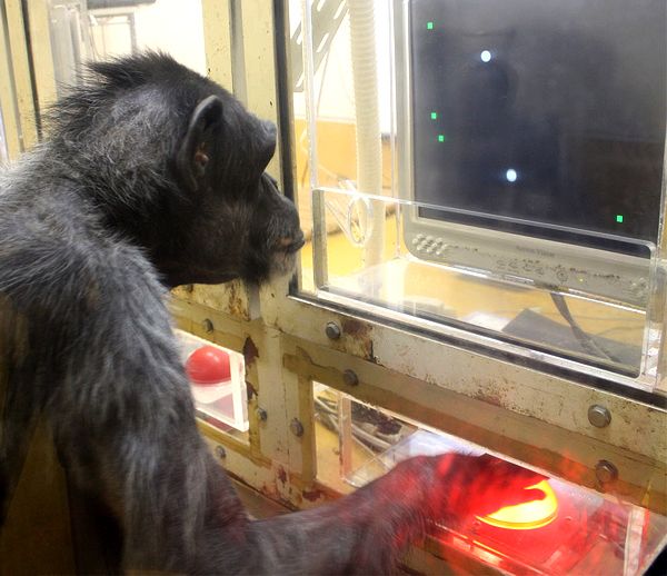 Шимпанзе за видеоигрой (фото Primate Research Institute, Kyoto University).