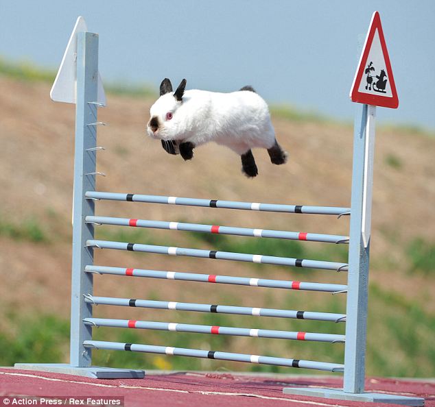 Kaninhop - новый вид спорта для кроликов