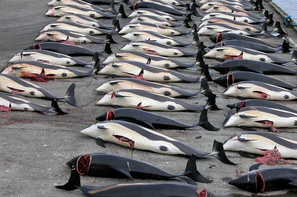 Кровавая традиция фарерских китобоев