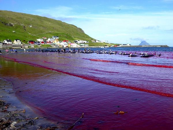 Кровавая традиция фарерских китобоев