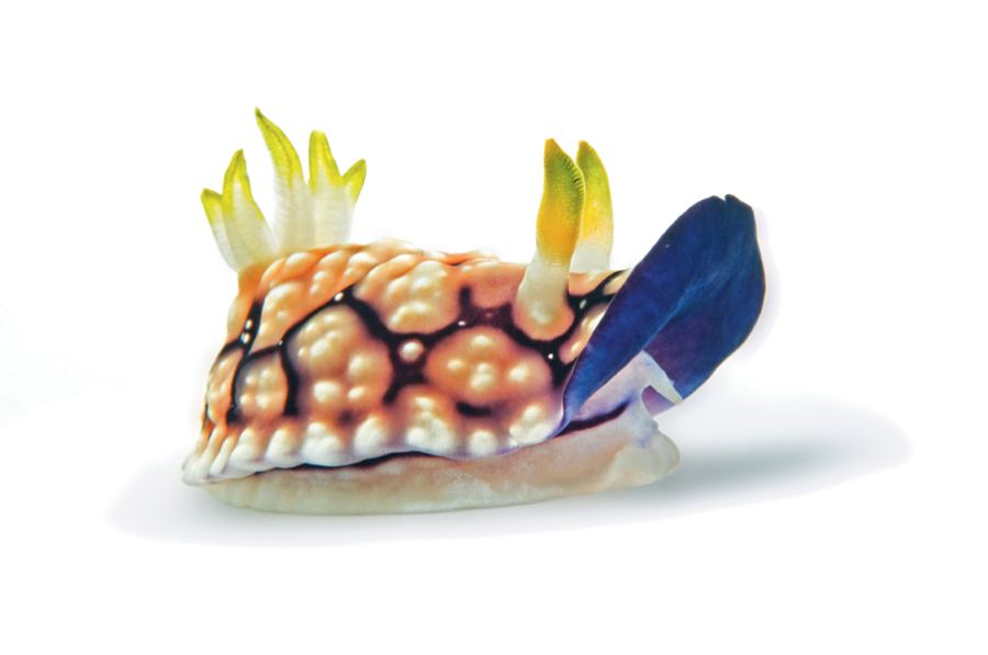Подводные обитатели - голожаберные моллюски