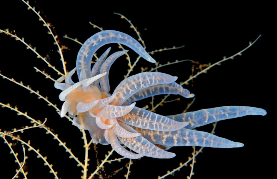 Подводные обитатели - голожаберные моллюски