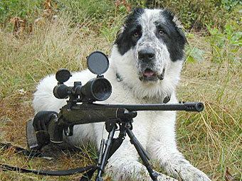 Пес подстрелил неудачного охотника прямо в мягкое место