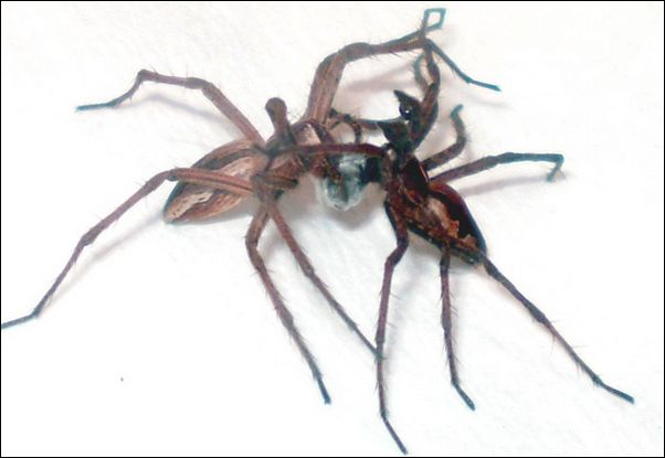 Брачные игры пауков-пизаурид: самец передаёт самке свадебный подарок. (Фото авторов работы.)