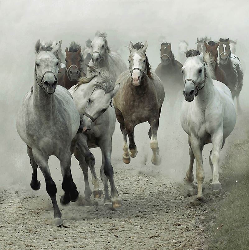 Арабские и андалузские лошади Войтека Квиатковского