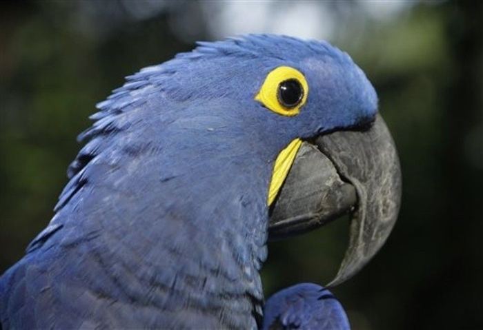 Самые красивые птицы планеты