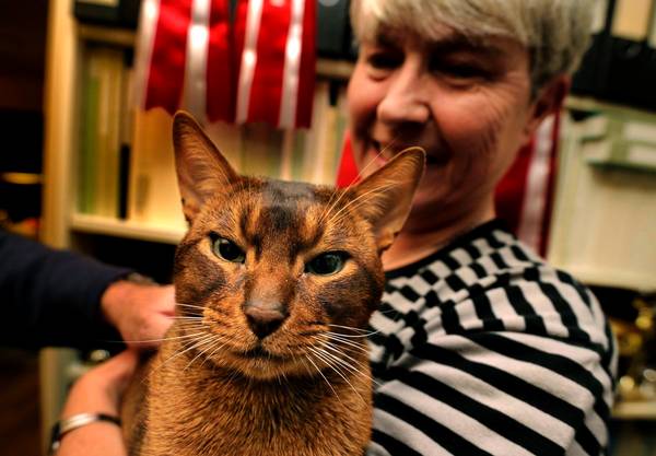 Самый красивый кот в мире выбран на выствке кошек  World Cat Show