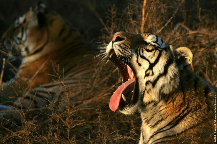 Центр разведения амурских тигров в Китае