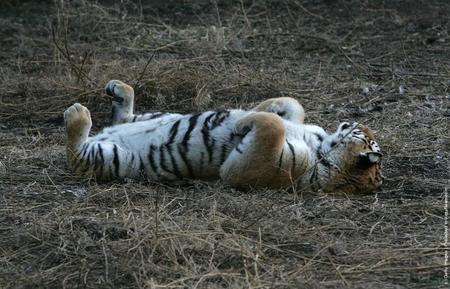 Центр разведения амурских тигров в Китае