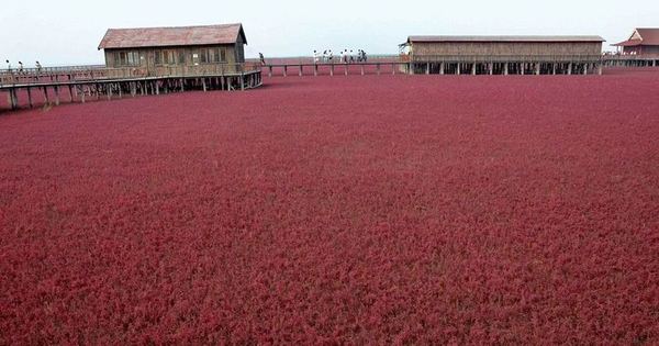 Красный Берег в Паньцзинь, Китай