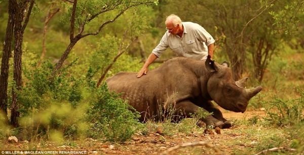 Удивительный полет, который сохранили стадо носорогов от неминуемой смерти