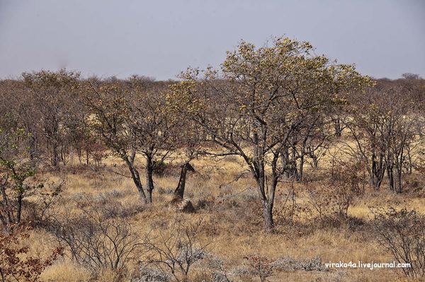 Национальный парк Этоша (англ. Etosha) в Намибии