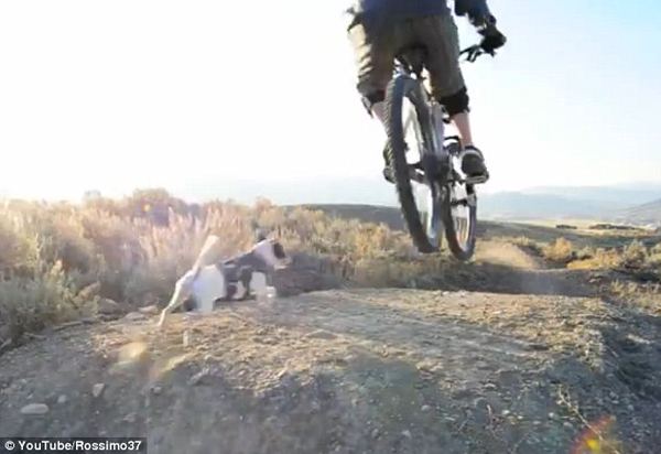 Собака по кличке Лили обожает горы и гонки за велосипедом
