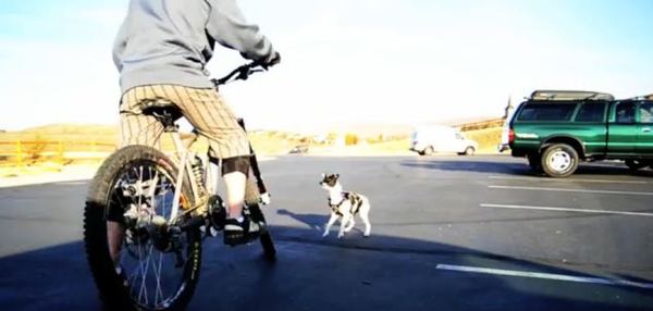 Собака по кличке Лили обожает горы и гонки за велосипедом