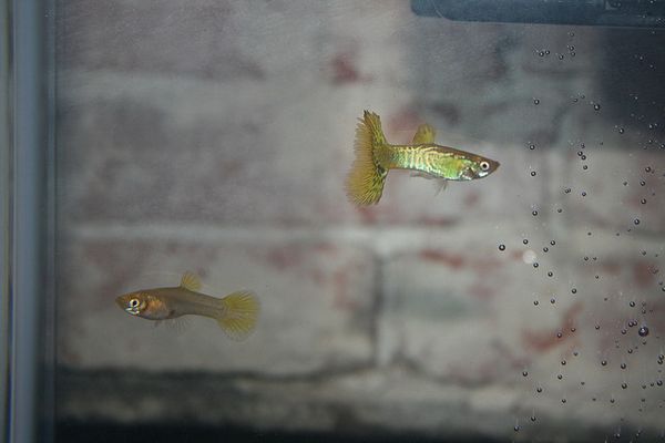 Самец (слева) и самка гуппи в аквариуме