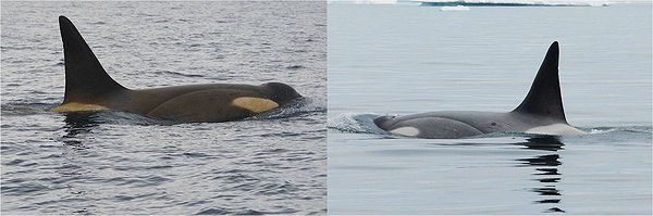 Слева — косатка до миграции, виден жёлтый налёт на коже; справа — та же особь, «переодевшаяся» в тёплых водах Южной Америки. (Фото авторов исследования.)