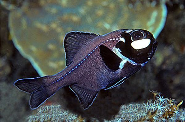 Подмигивающие рыбки семейства фонареглазовые (лат. Anomalopidae)