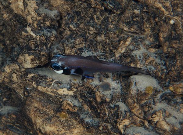 Подмигивающие рыбки семейства фонареглазовые (лат. Anomalopidae)