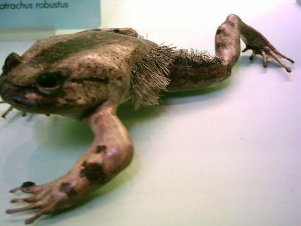Волосатая лягушка (лат. Trichobatrachus robustus) 