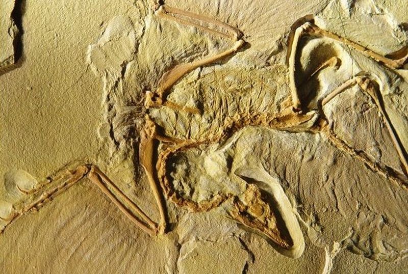 Archaeopteryx lithographica (фото <noindex><a target=_blank href=http://www.fossilmuseum.net/fossilpictures-wpd/Archaeopteryx/Archaeopteryx.htm>The _cke_saved_href=http://www.fossilmuseum.net/fossilpictures-wpd/Archaeopteryx/Archaeopteryx.htm>The _cke_saved_href=http://www.fossilmuseum.net/fossilpictures-wpd/Archaeopteryx/Archaeopteryx.htm>The VirtualFossil Museum</a></noindex>).