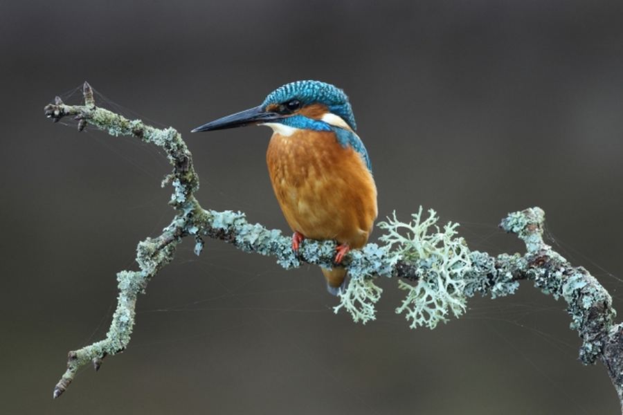 Работы победителей британского конкурса фотографии дикой природы