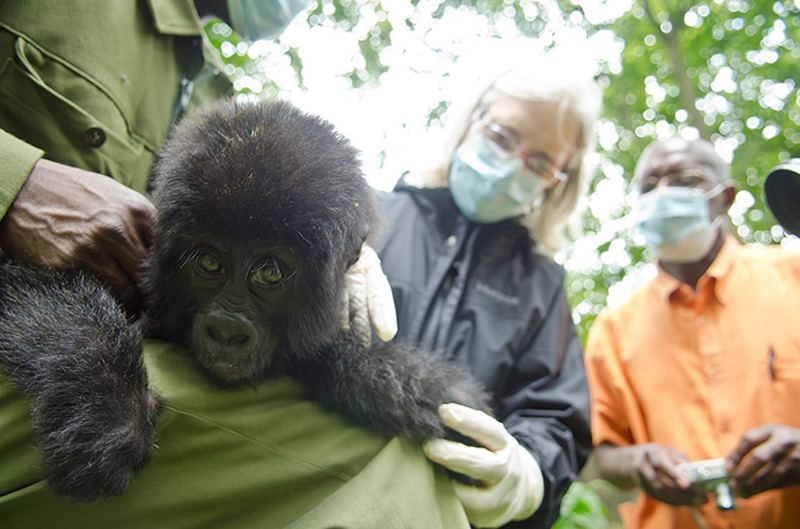 Спасение из плена детеныша гориллы