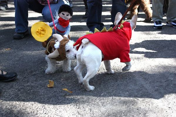 Хэллоуин парад собак в Нью-Йорке