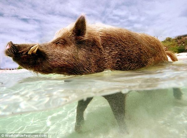 Пляжная жизнь свиньи Babe, которая живет на своем частном острове на Багамах