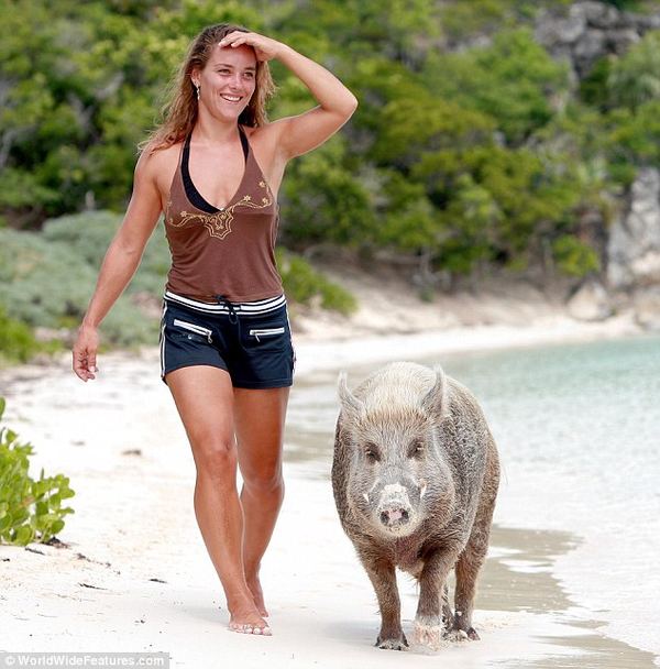 Пляжная жизнь свиньи Babe, которая живет на своем частном острове на Багамах